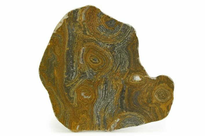 Polished Mesoproterozoic Stromatolite (Conophyton) - Australia #353319